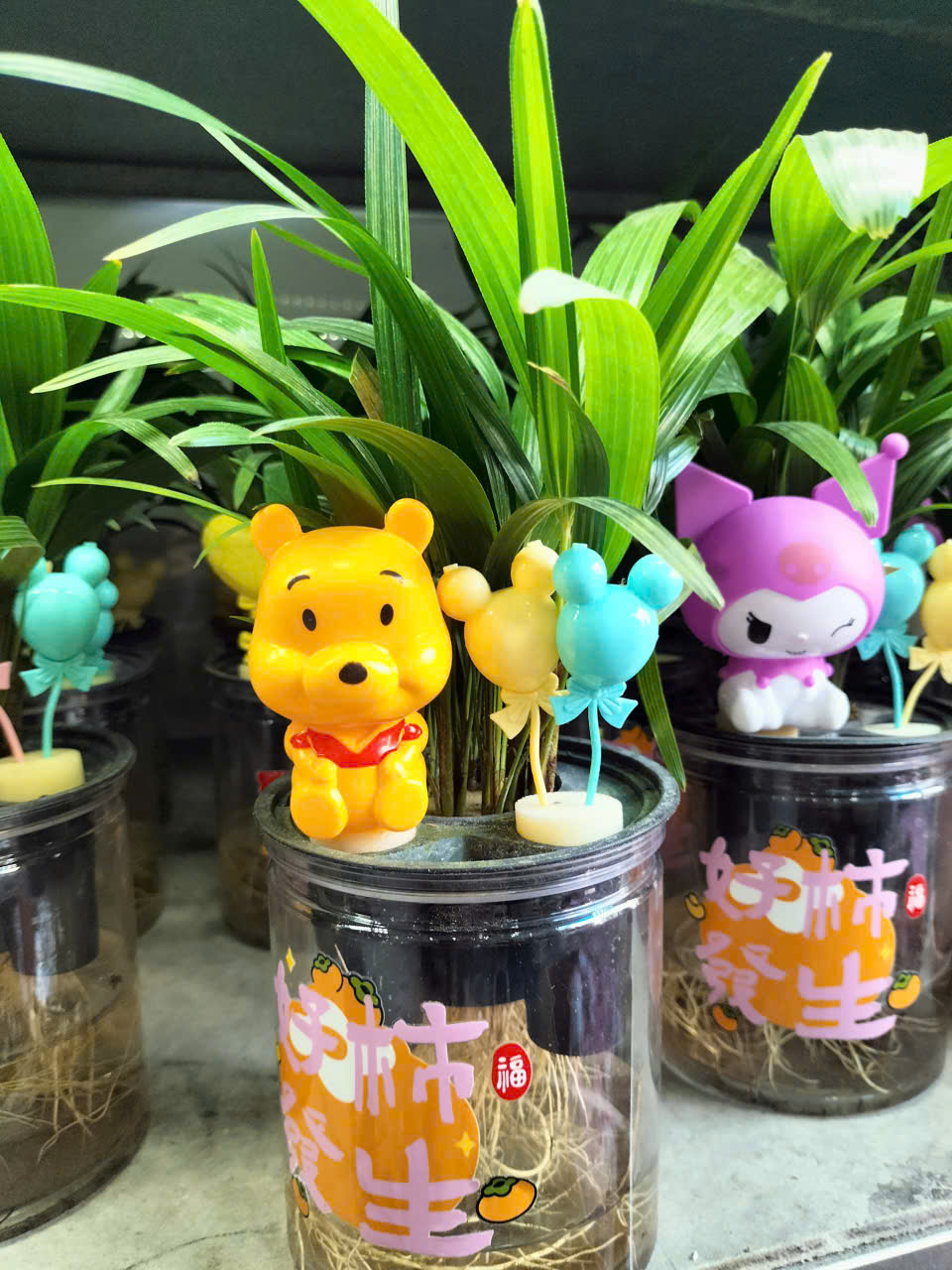 cây mật cật thủy sinh trồng chậu để bàn